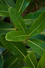 Clusiaceae