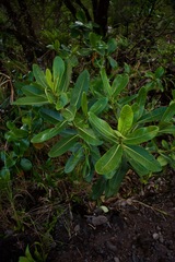 Clusiaceae