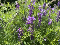 Vicia tenuifolia