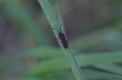 Omalisus fontisbellaquei