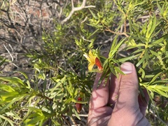 Eremophila duttonii