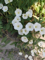 Convolvulus arvensis