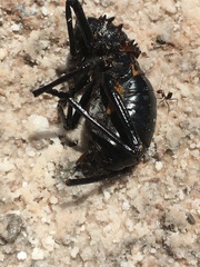 Eugaster
