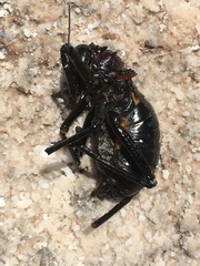 Eugaster