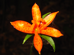 Lilium tsingtauense