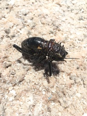 Eugaster