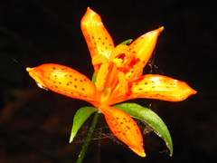 Lilium tsingtauense