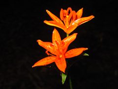Lilium tsingtauense