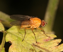 Phaonia pallida