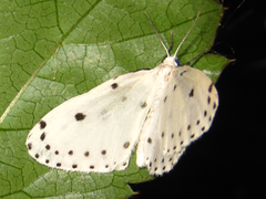 Naxa seriaria