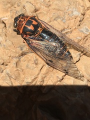 Psalmocharias plagifera