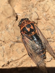 Psalmocharias plagifera