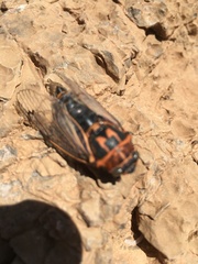 Psalmocharias plagifera