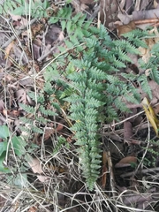 Myriopteris microphylla