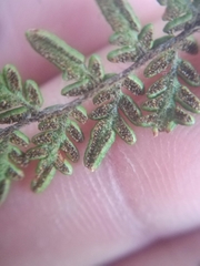 Myriopteris microphylla