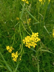 Bunias orientalis
