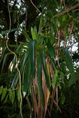 Werauhia