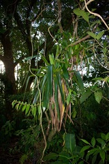 Werauhia