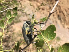 Julodis bleusei