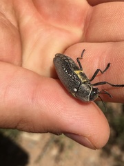 Julodis bleusei