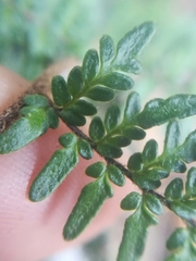 Myriopteris microphylla