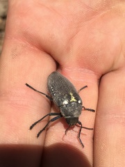Julodis bleusei