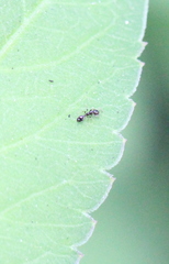 Monomorium chinense