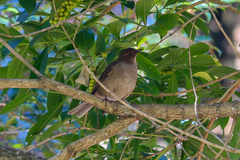 Turdus plebejus