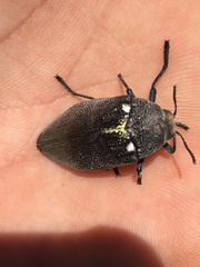 Julodis bleusei