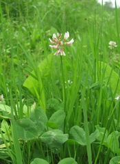 Trifolium repens