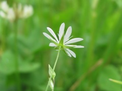 Stellaria graminea