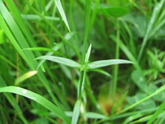 Stellaria graminea