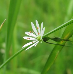 Stellaria graminea