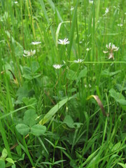 Stellaria graminea