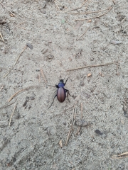 Carabus schoenherri