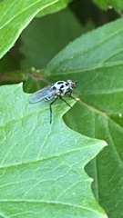 Anthomyia