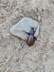 Carabus schoenherri