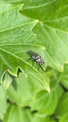 Anthomyia