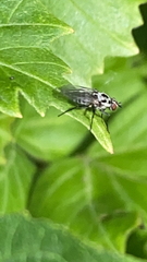 Anthomyia