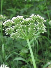 Aegopodium podagraria