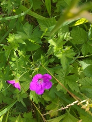 Geranium palustre