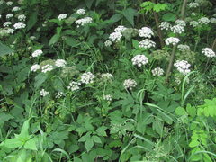 Aegopodium podagraria