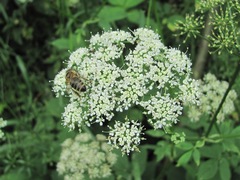 Aegopodium podagraria