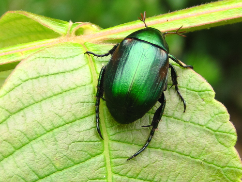 Anomalina