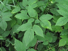 Aegopodium podagraria