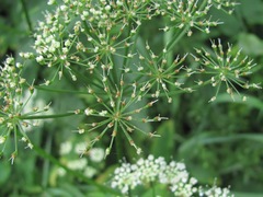 Aegopodium podagraria