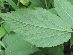 Aegopodium podagraria
