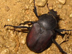 Dicronocephalus adamsi