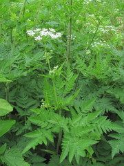 Chaerophyllum aureum