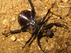 Dicronocephalus adamsi